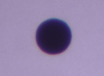 Detailn pohled na Venui ped Sluncem