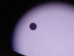 Venus over Sun (detail)